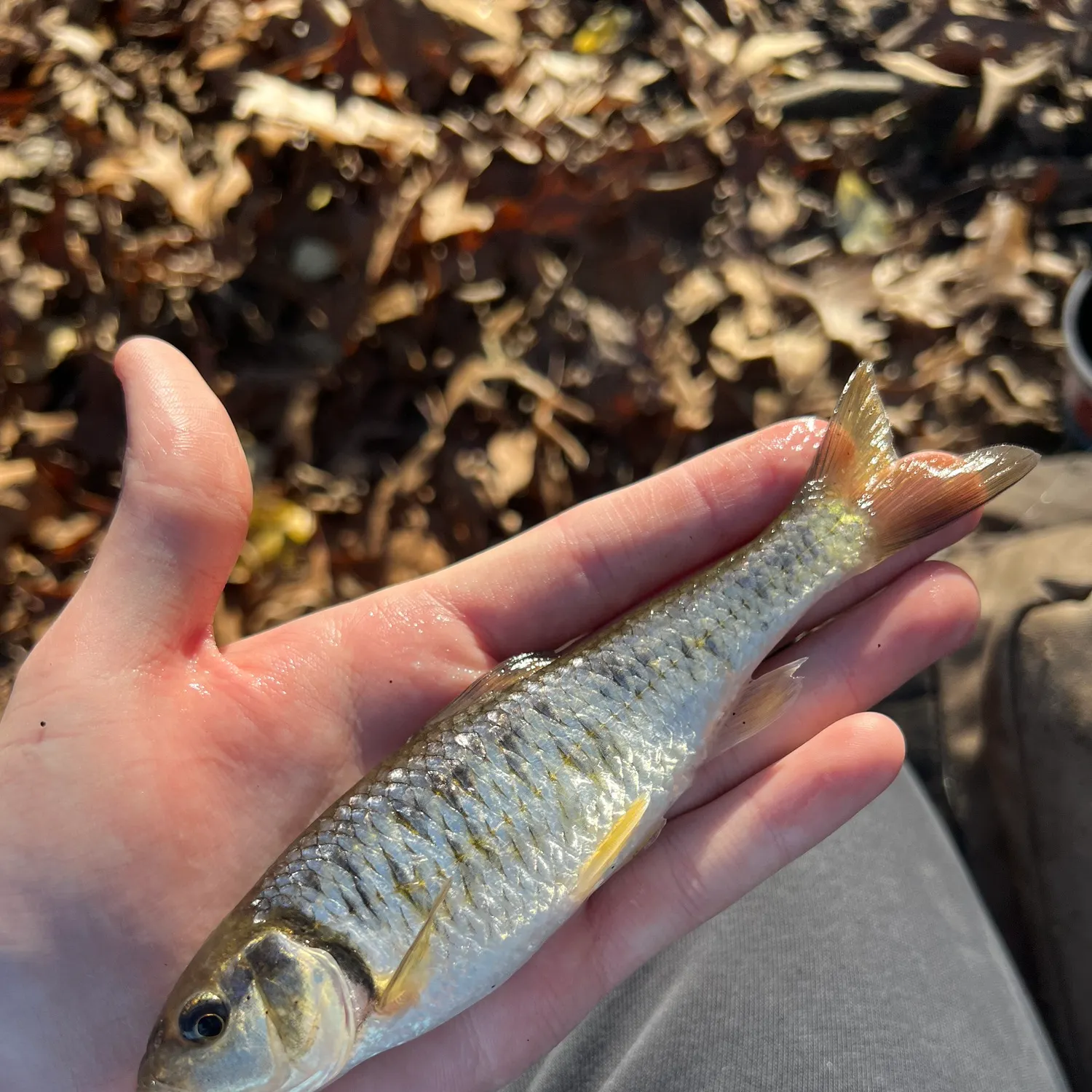 The most recent Striped shiner catches on Fishbrain