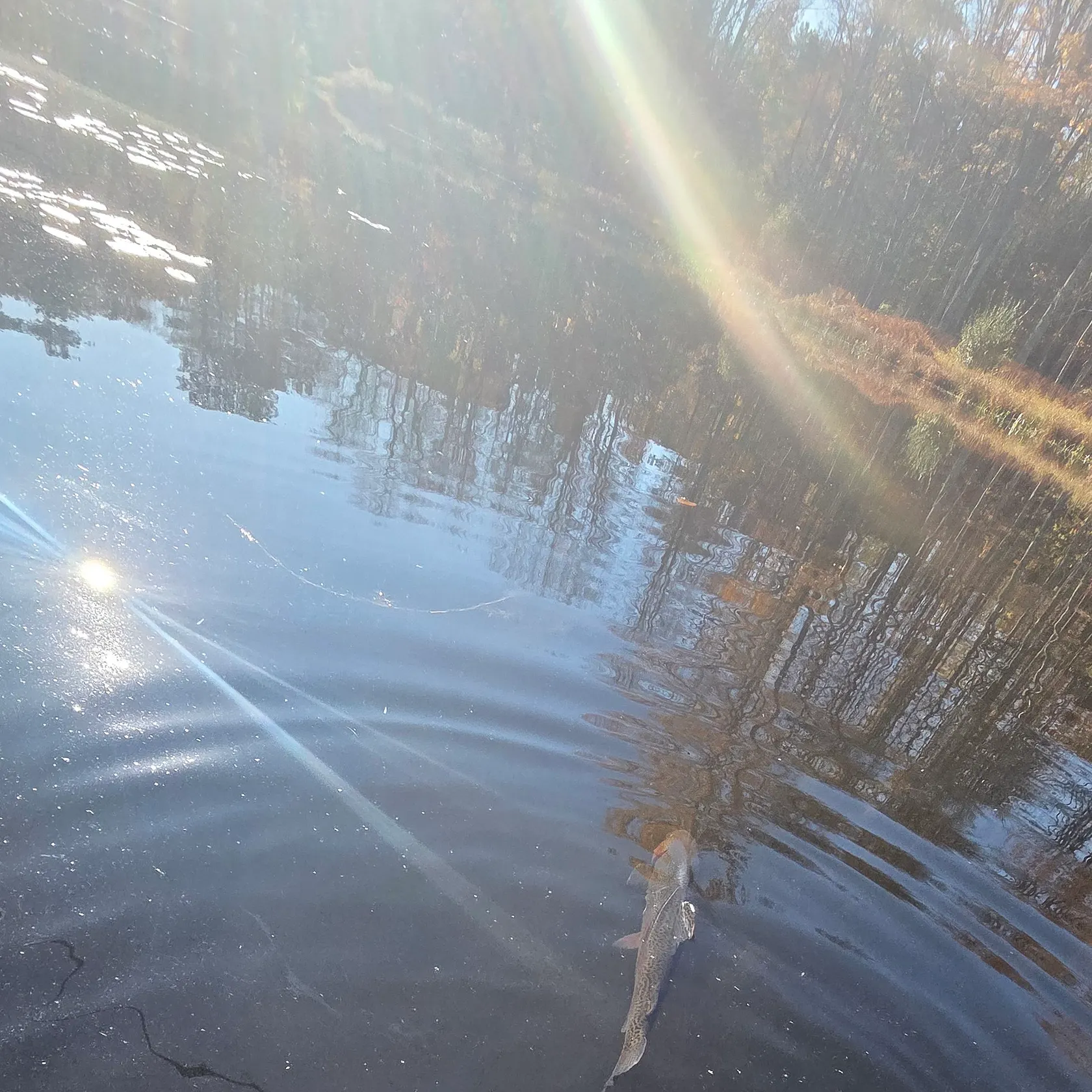 Rainbow trout caught on Fishbrain