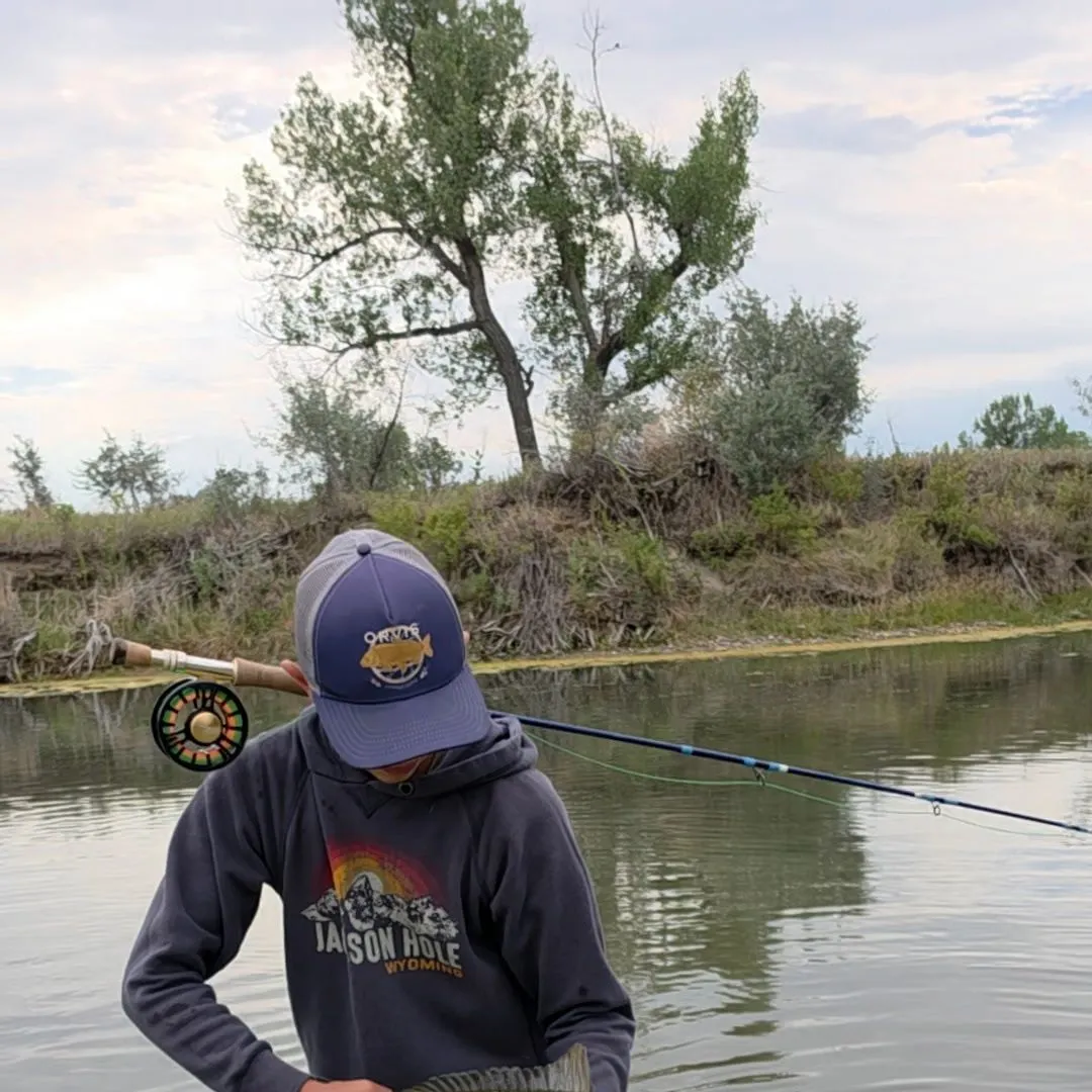 Common carp caught on Fishbrain