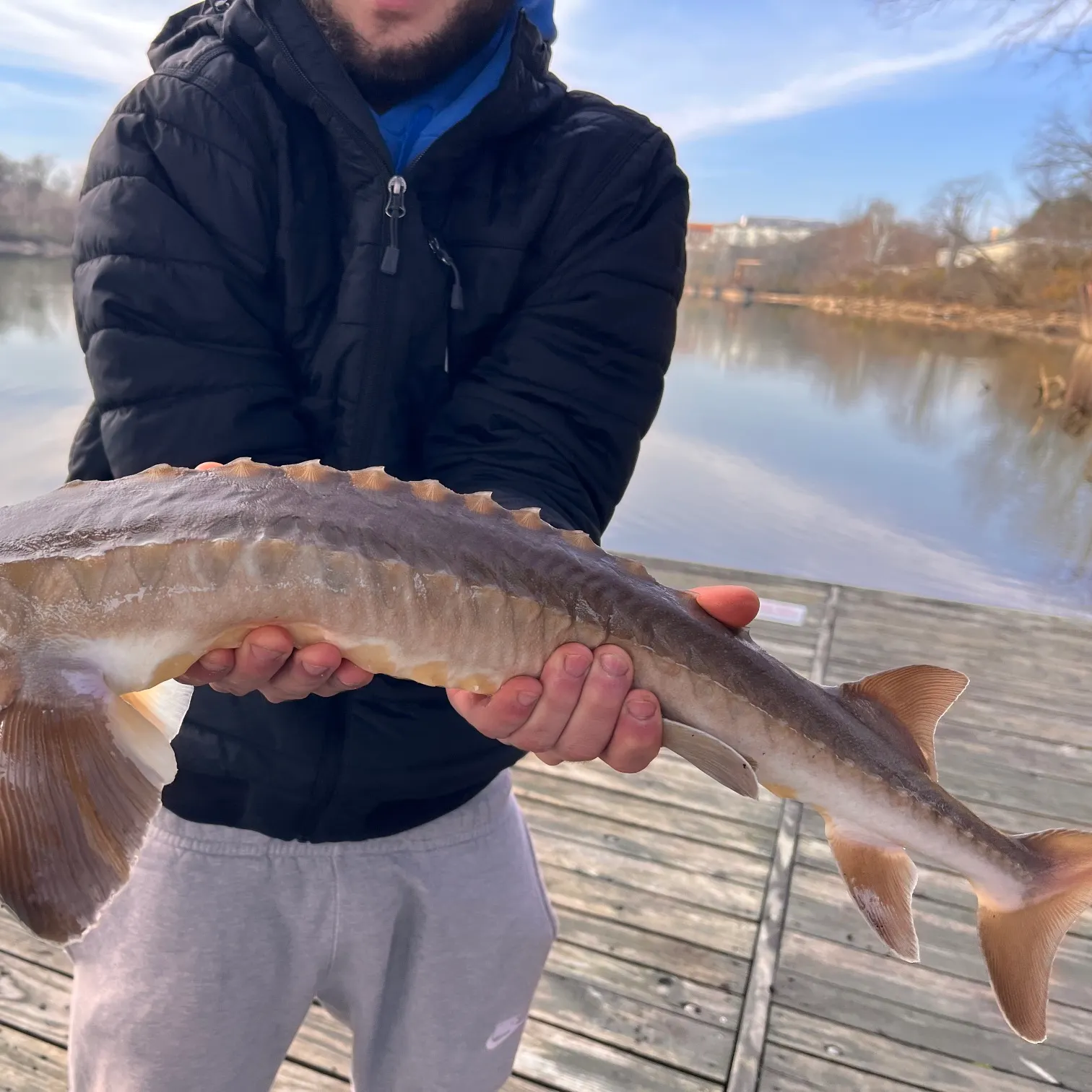 The most recent Lake sturgeon catches on Fishbrain