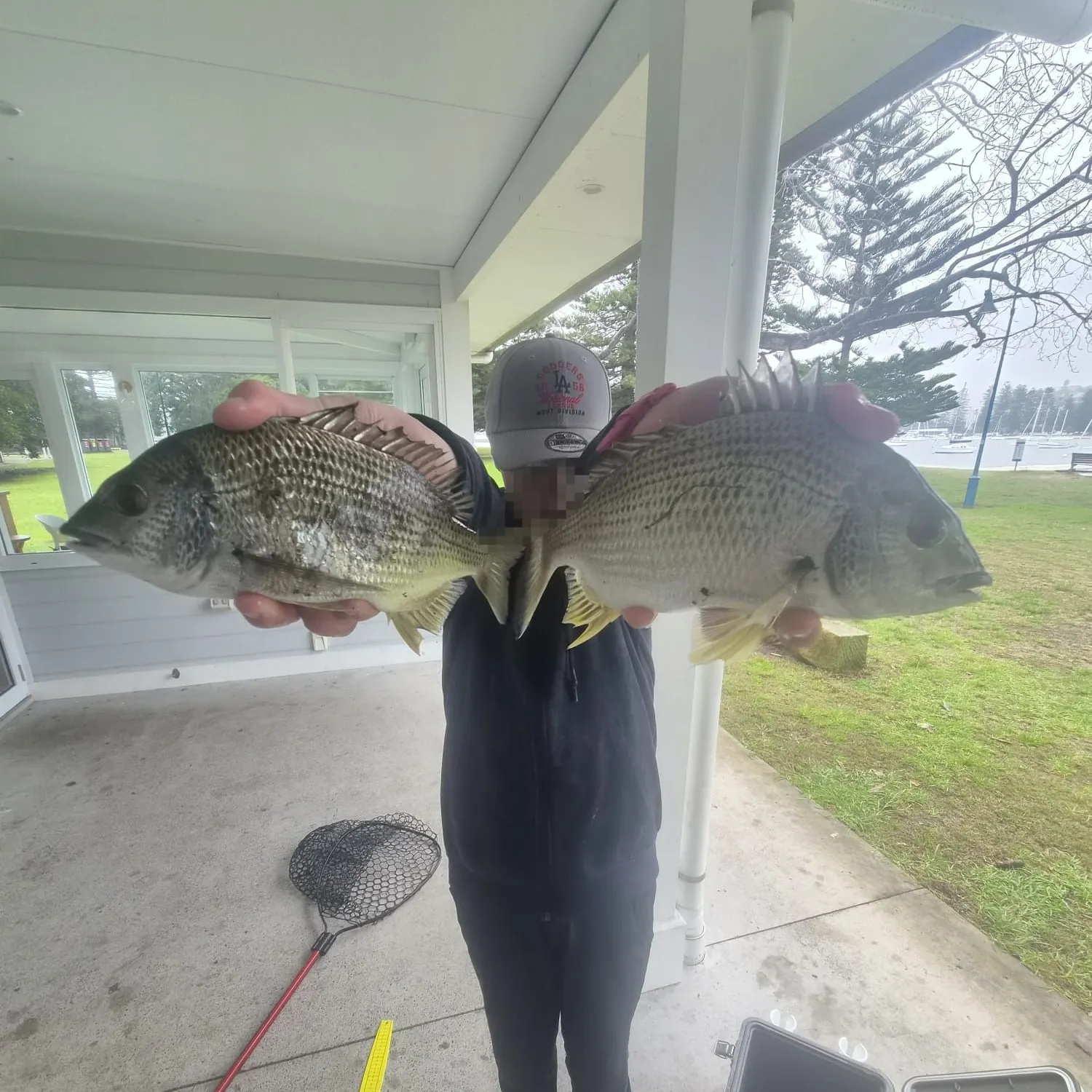 The most recent Surf bream catches on Fishbrain