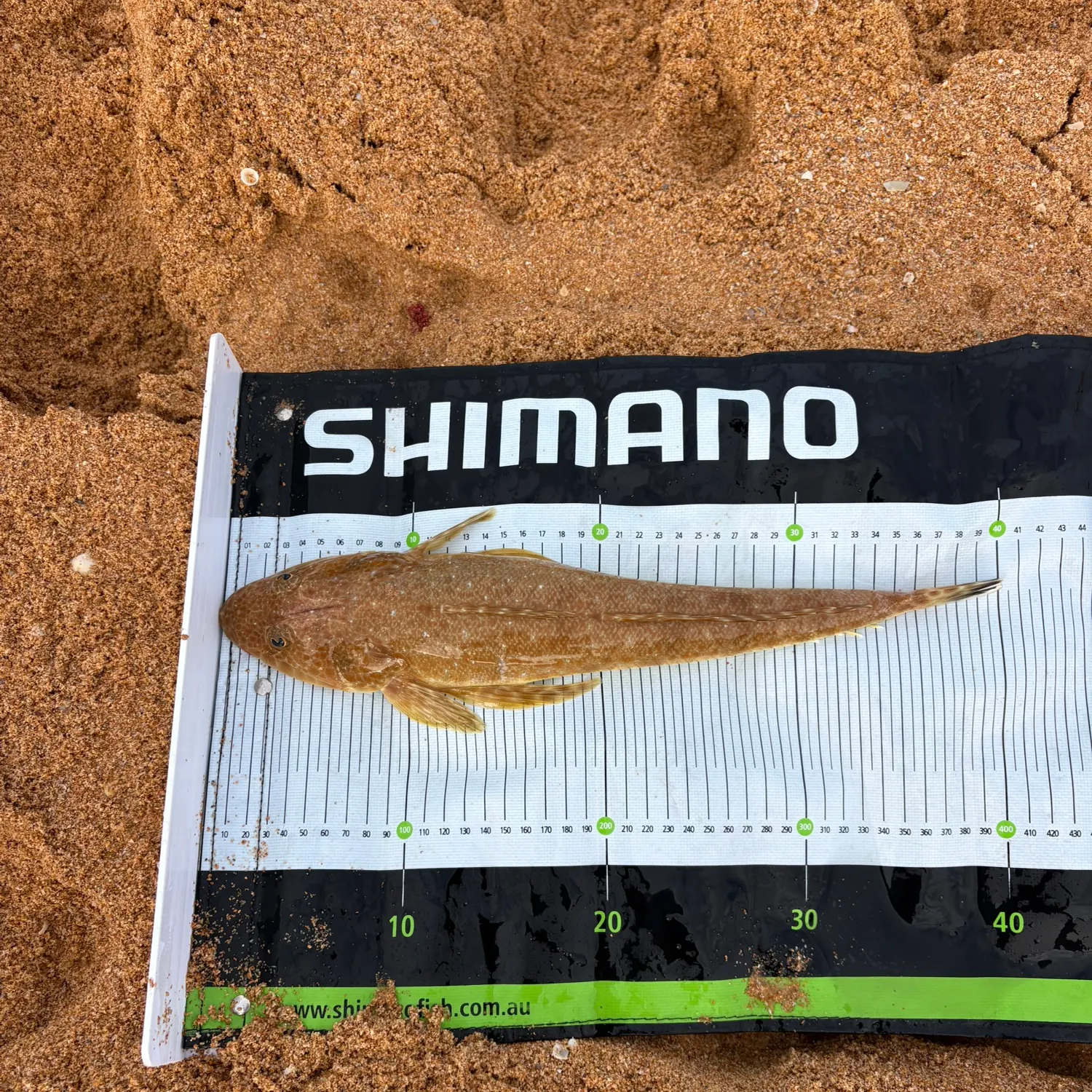 The most recent Blue-spotted flathead catches on Fishbrain