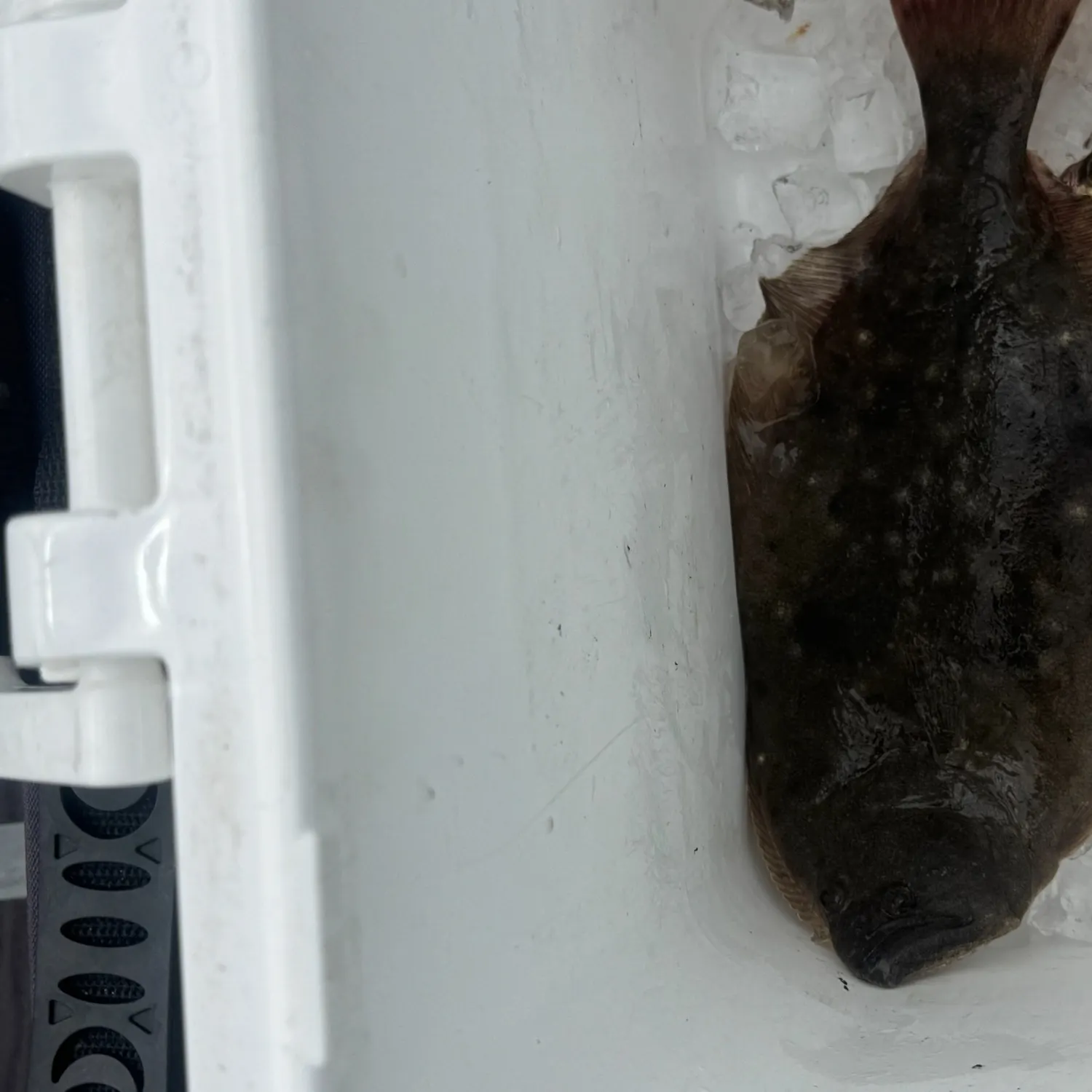 Southern flounder caught on Fishbrain