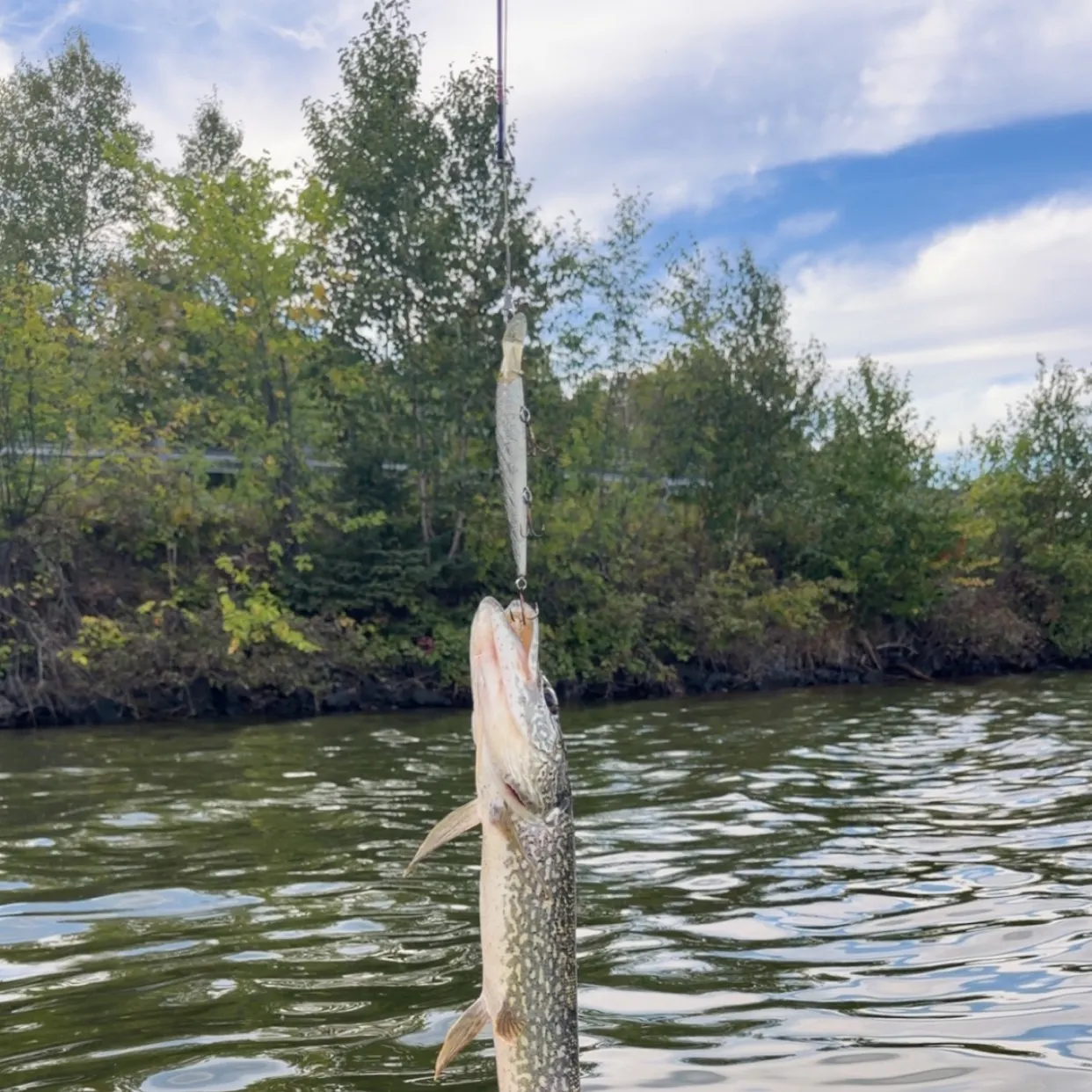 Northern pike caught on Fishbrain