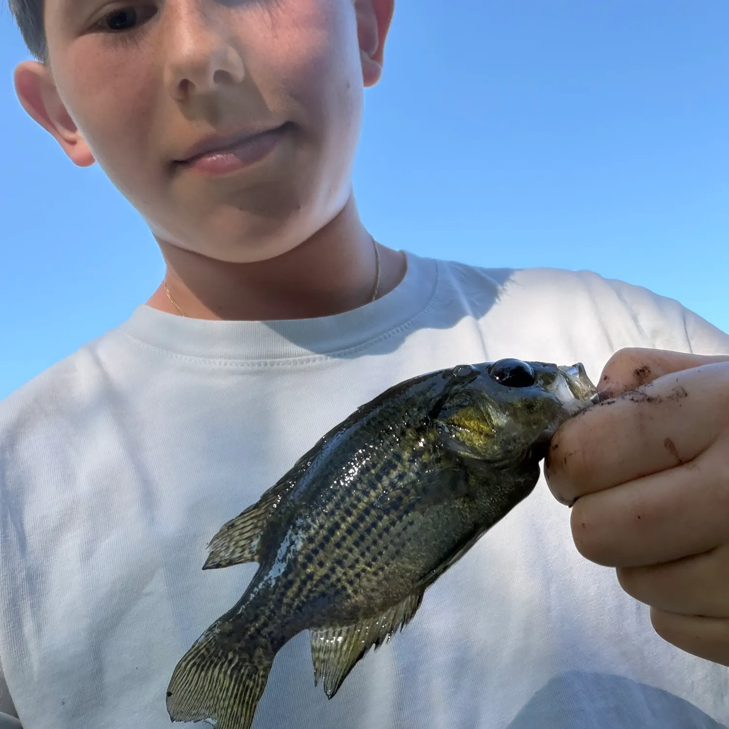 The most recent Roanoke bass catches on Fishbrain