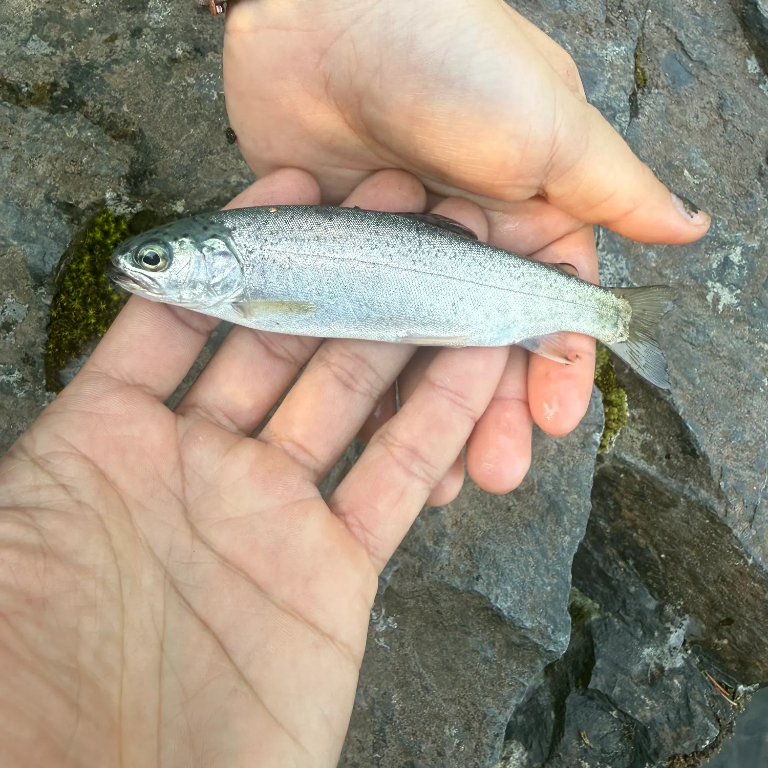Rainbow trout caught on Fishbrain