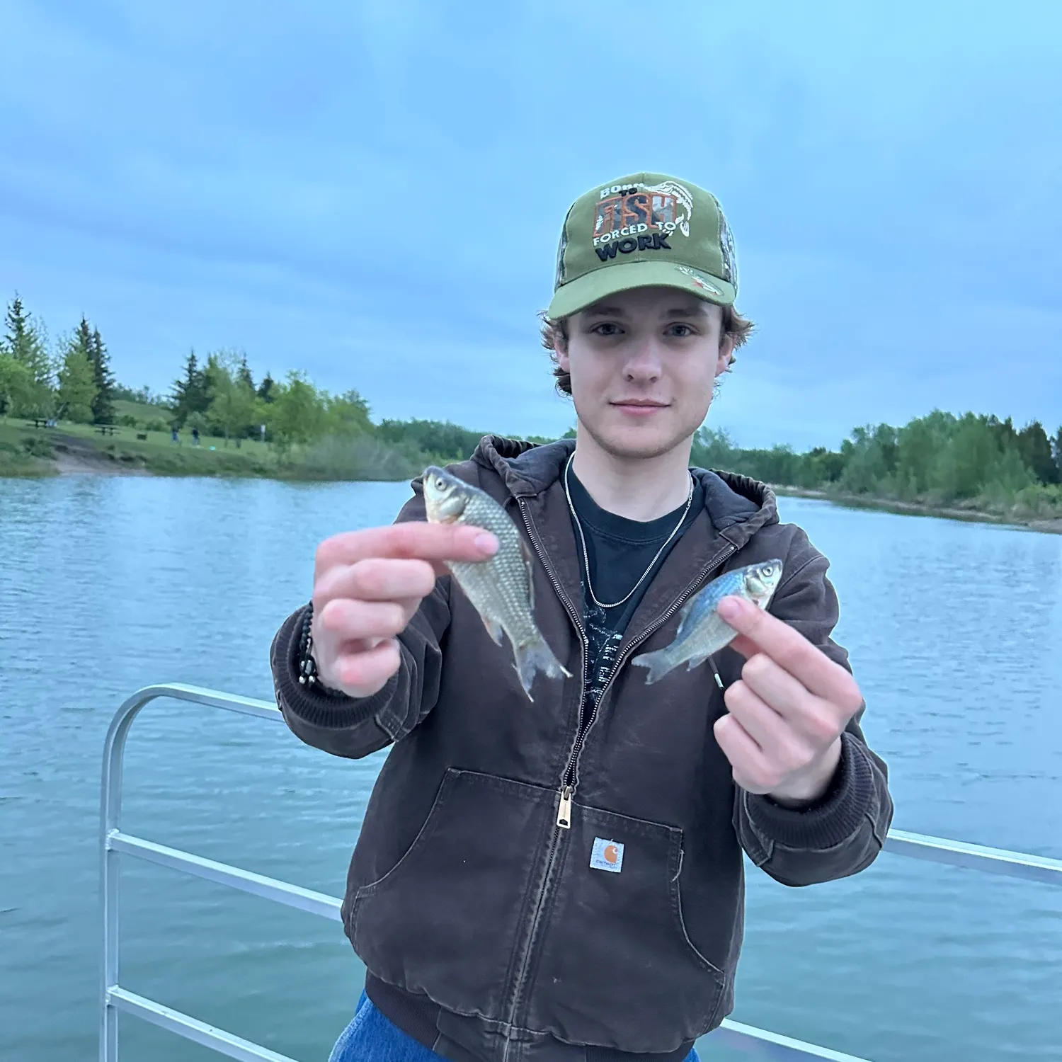 The most recent Prussian carp catches on Fishbrain
