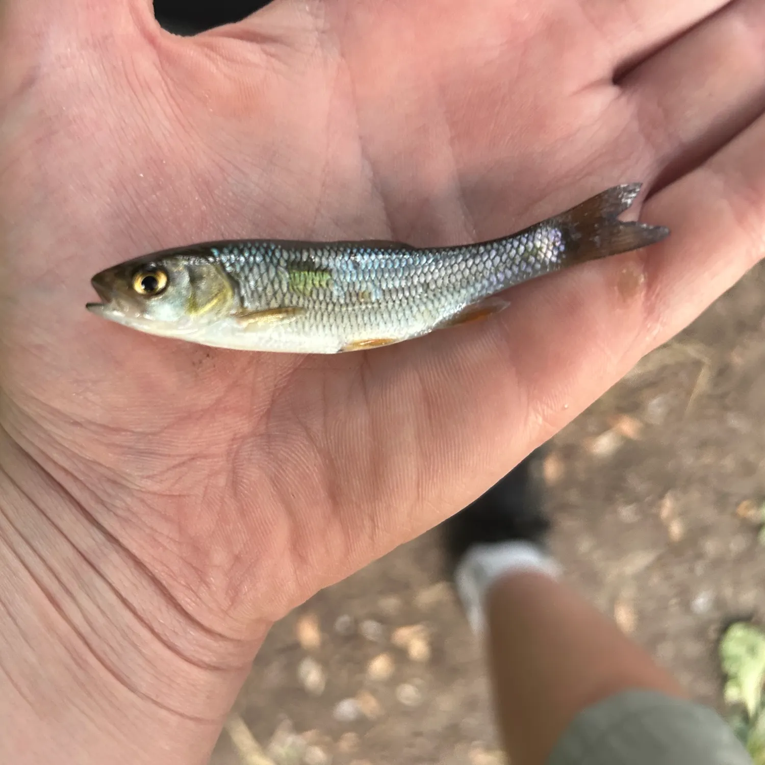 European chub caught on Fishbrain