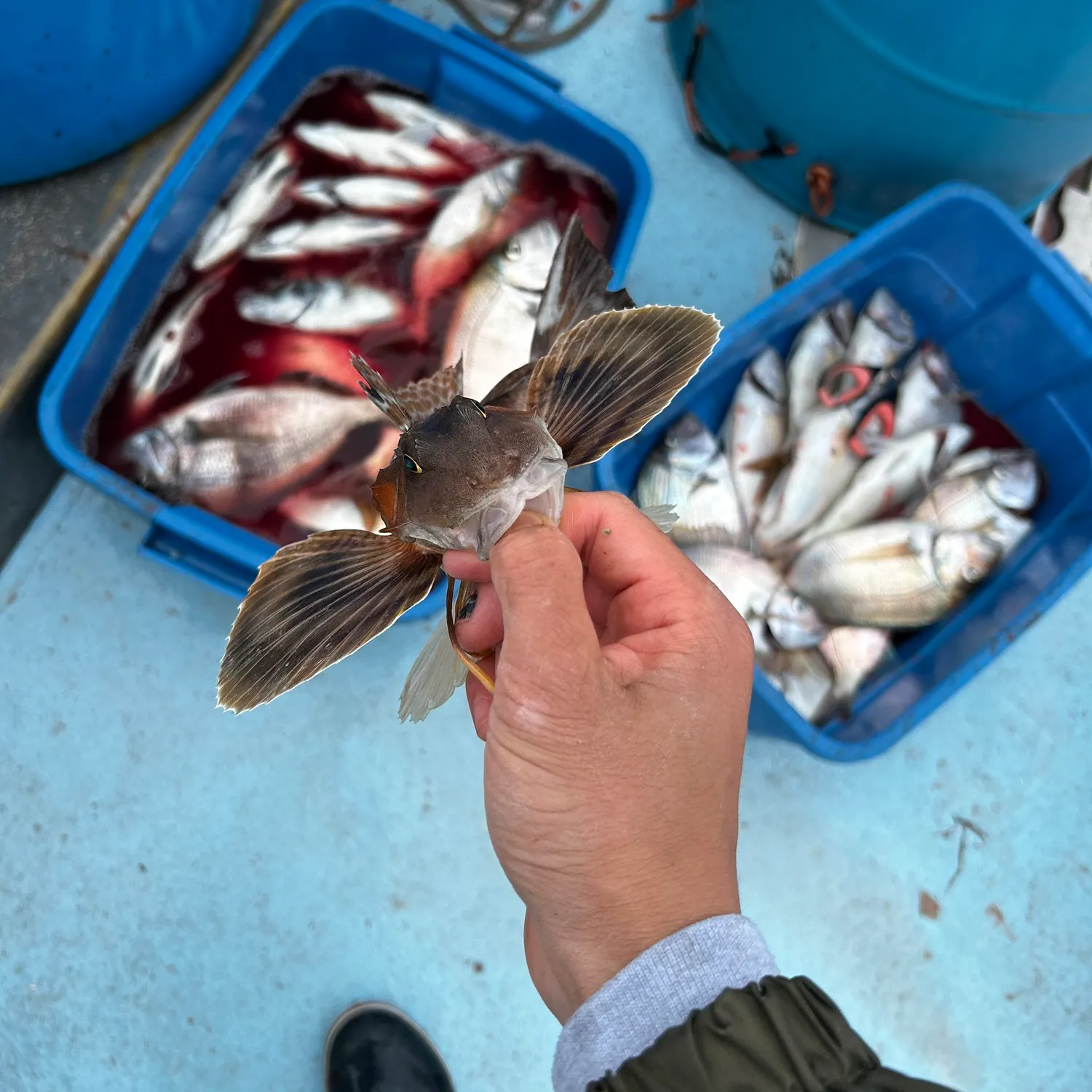 recently logged catches