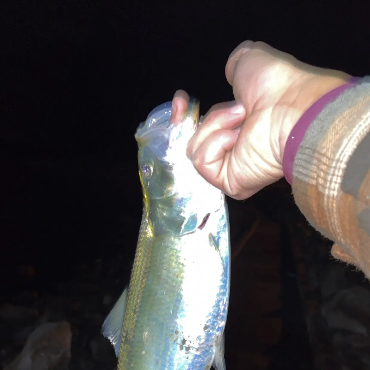 The most recent Skipjack herring catches on Fishbrain