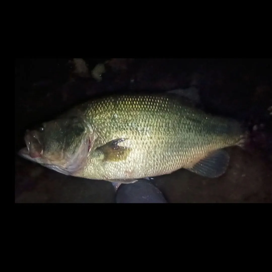 Largemouth bass caught on Fishbrain