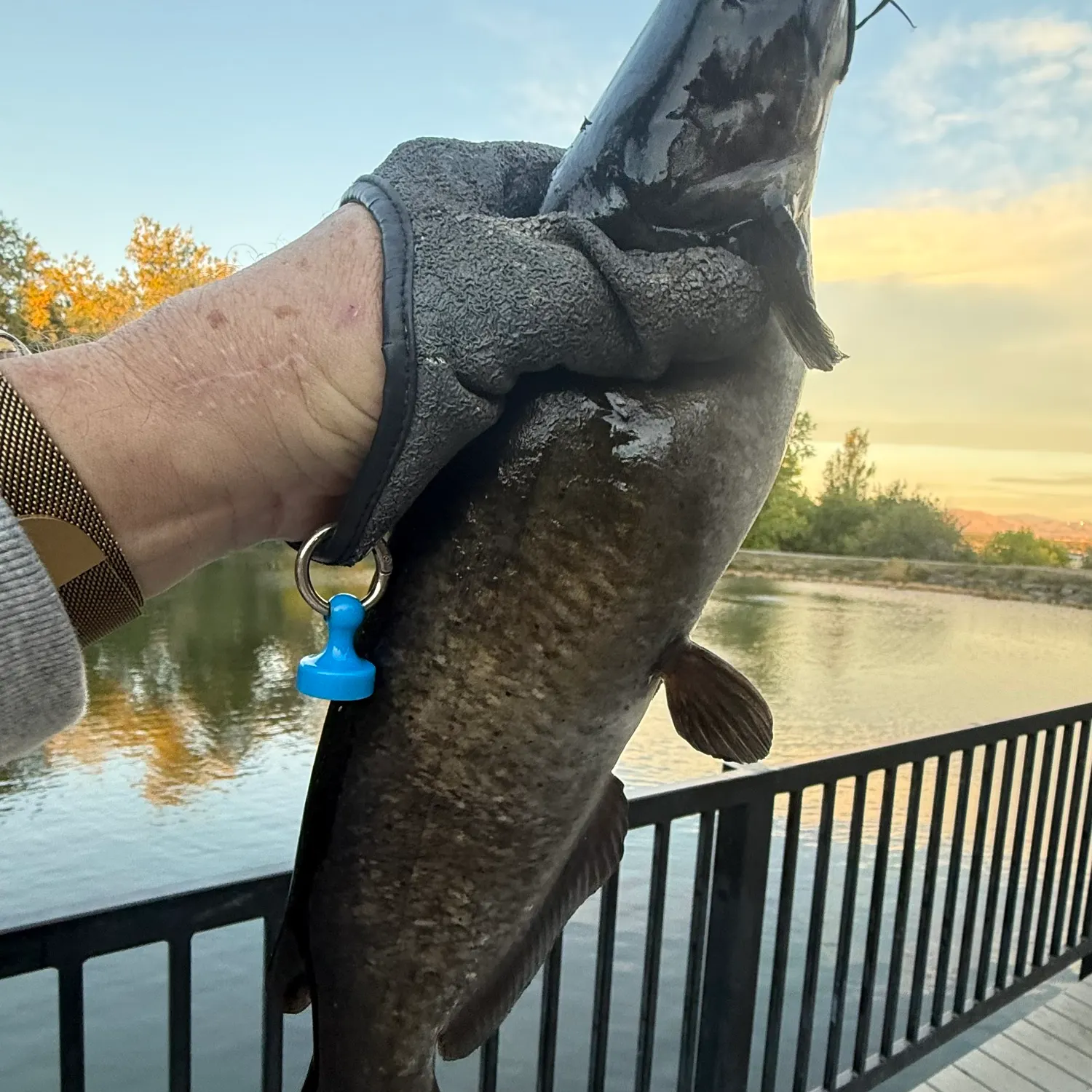 Channel catfish caught on Fishbrain
