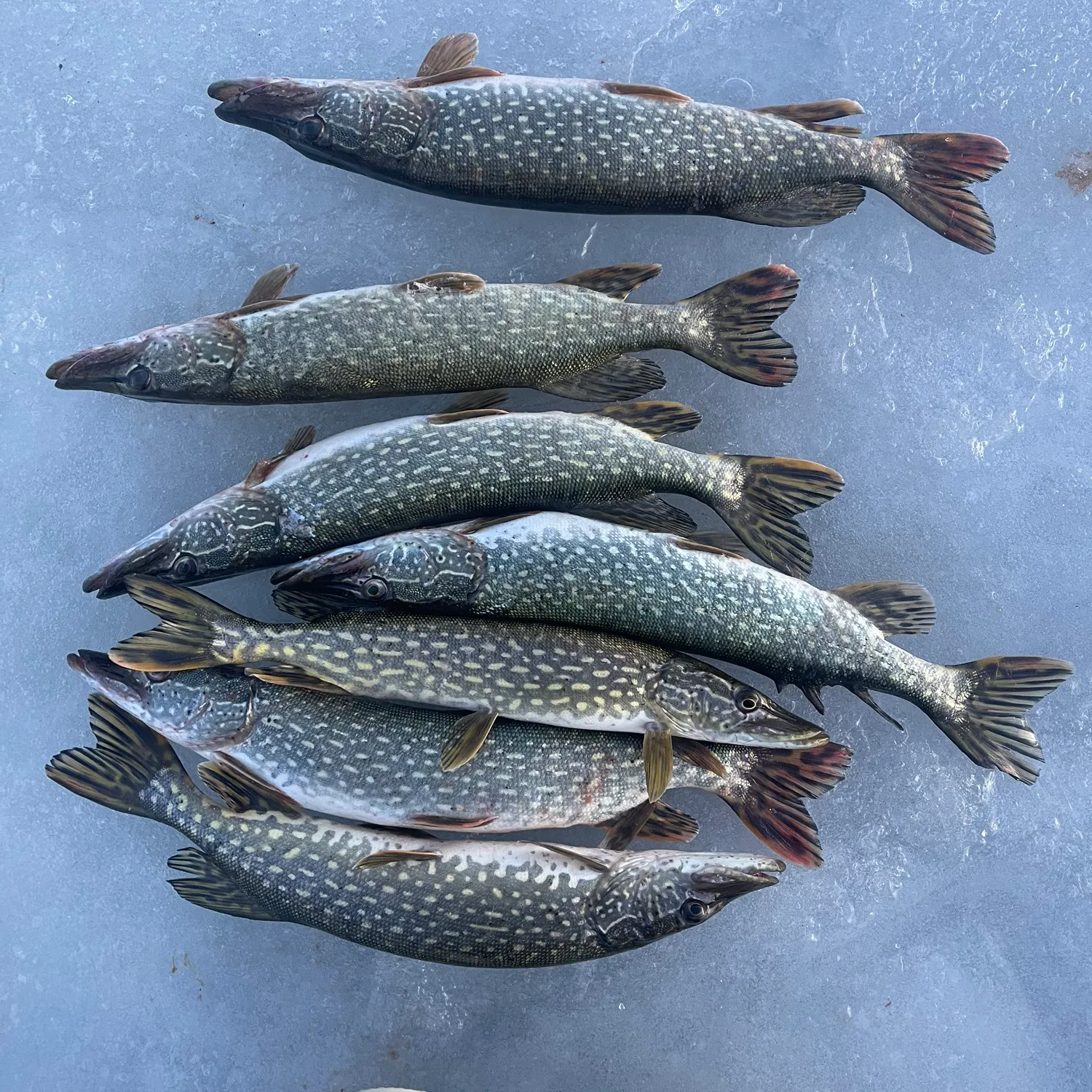 recently logged catches