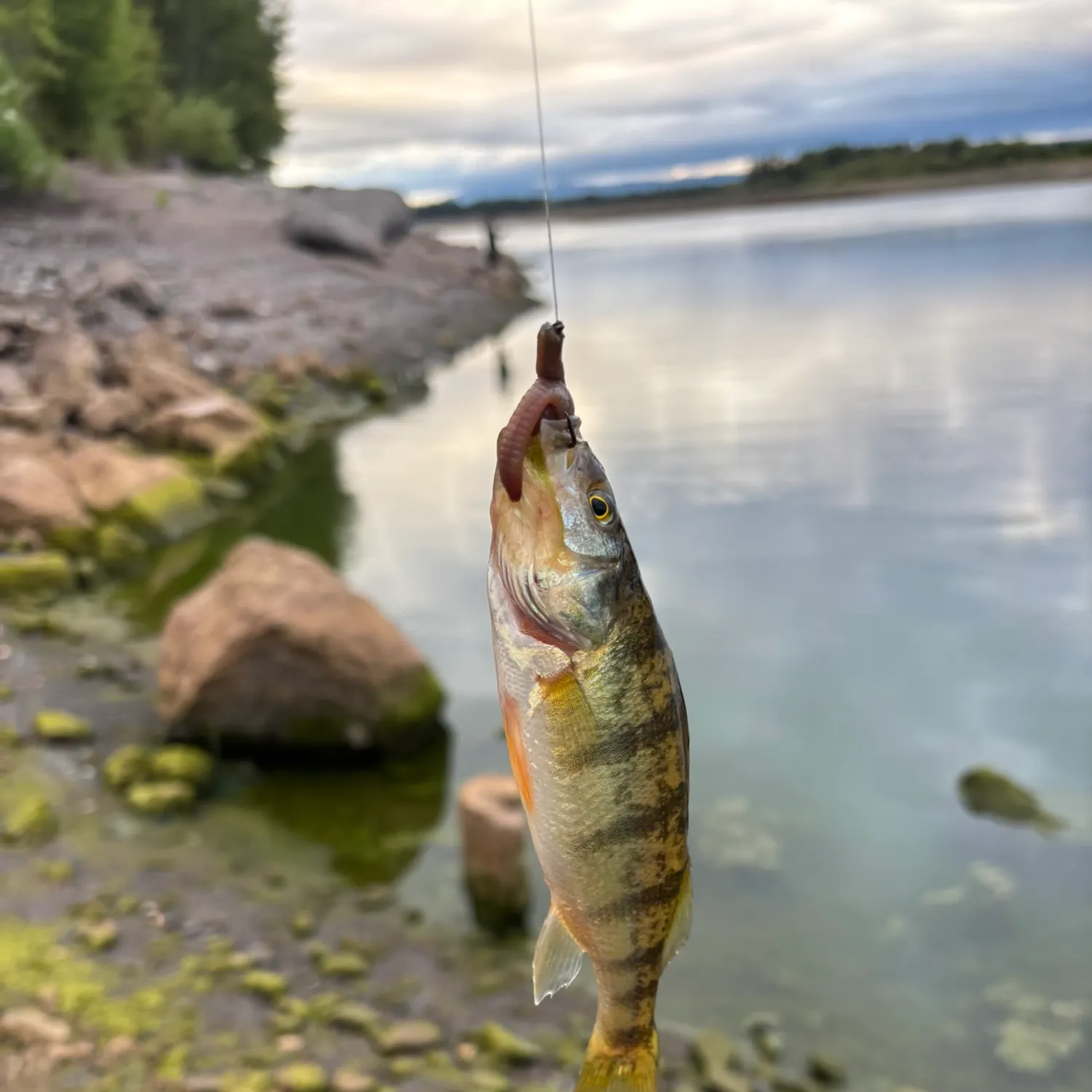 Yellow perch caught on Fishbrain