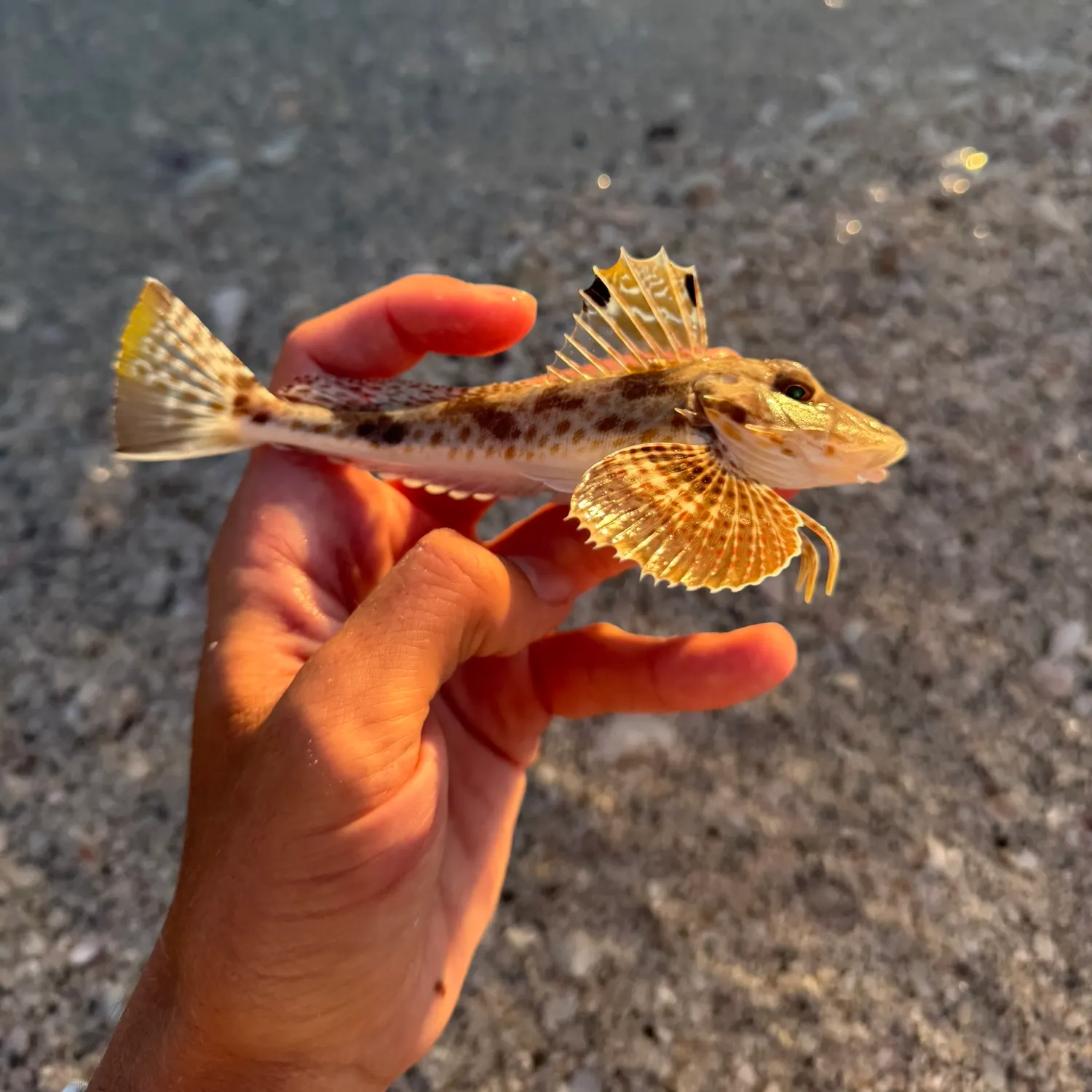 The most recent Leopard searobin catches on Fishbrain