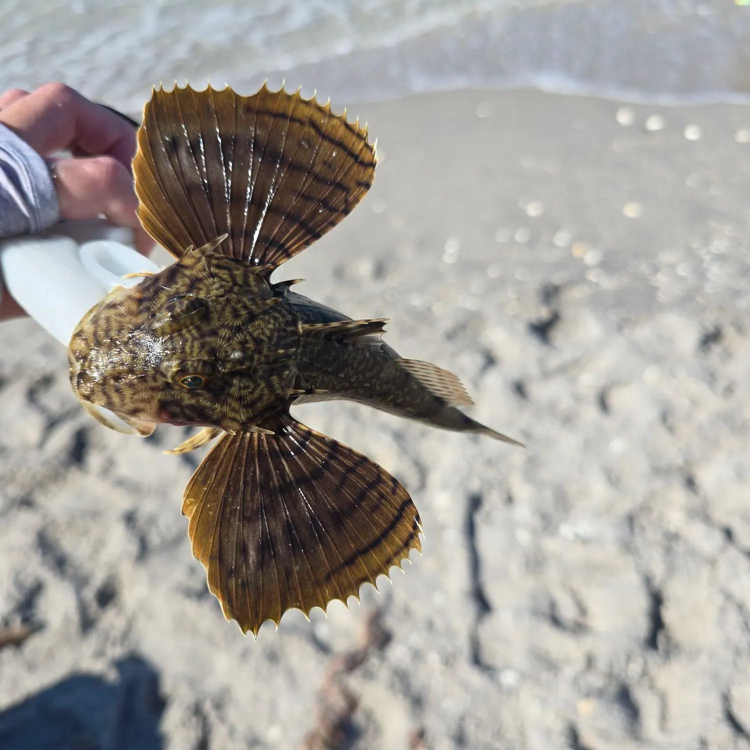 The most recent Striped searobin catches on Fishbrain