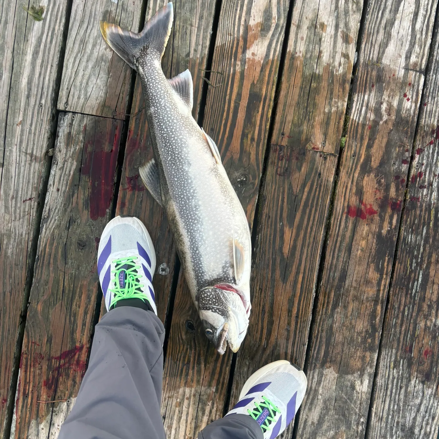 Lake char caught on Fishbrain