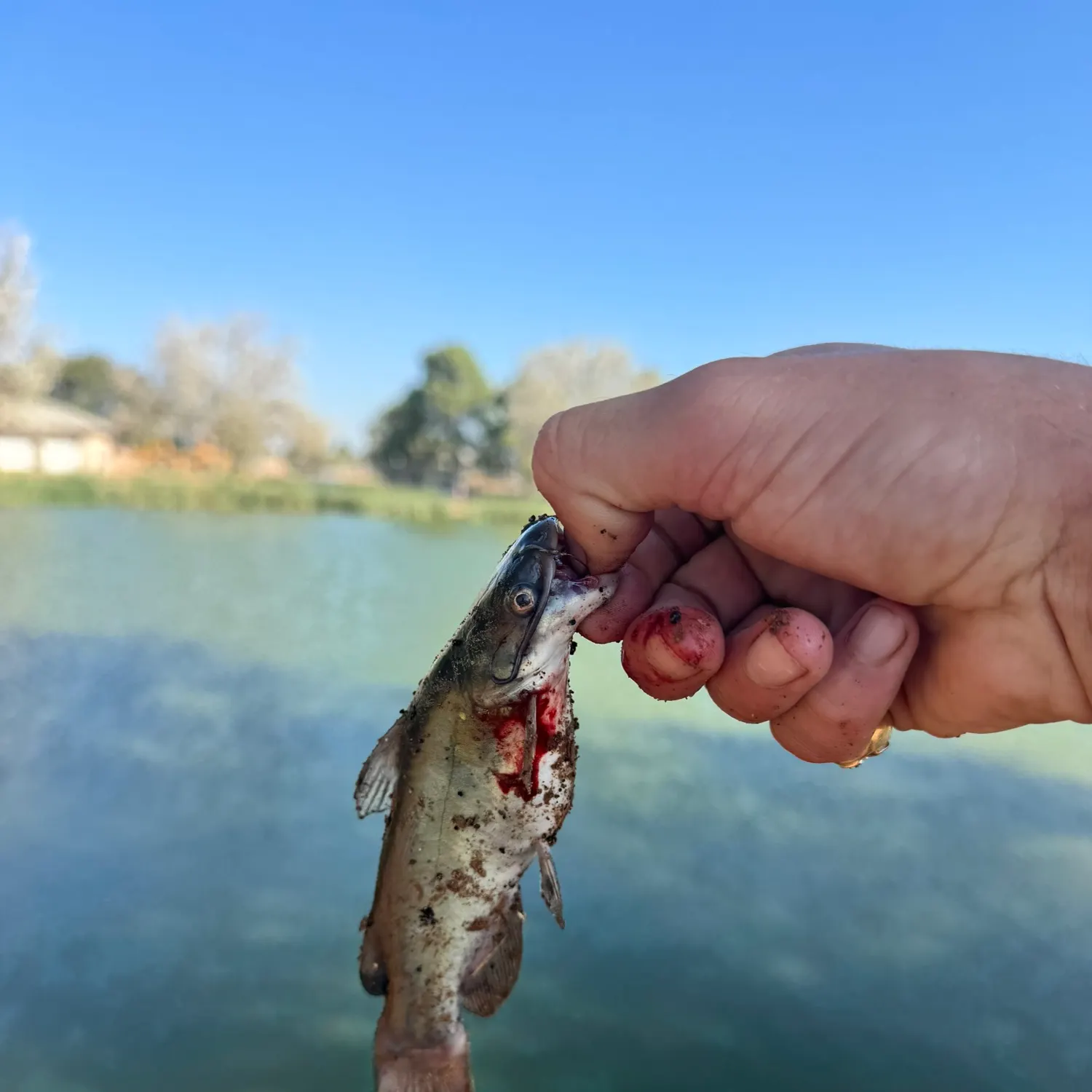 The most recent Black bullhead catches on Fishbrain