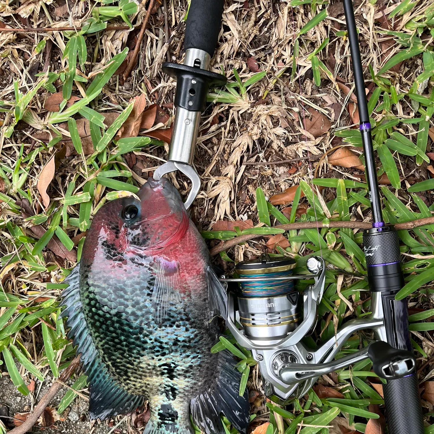 The most recent Redhead cichlid catches on Fishbrain