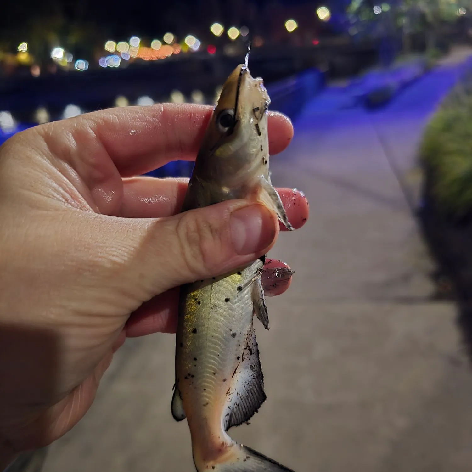 catch