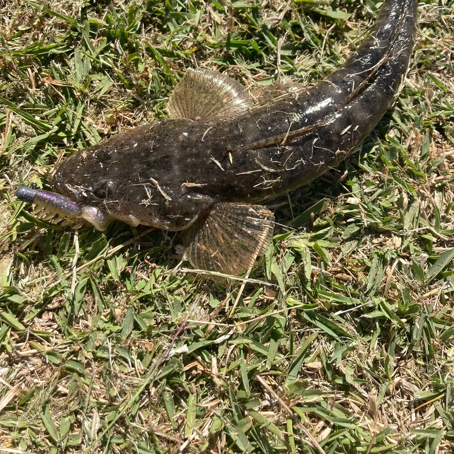Dusky flathead caught on Fishbrain