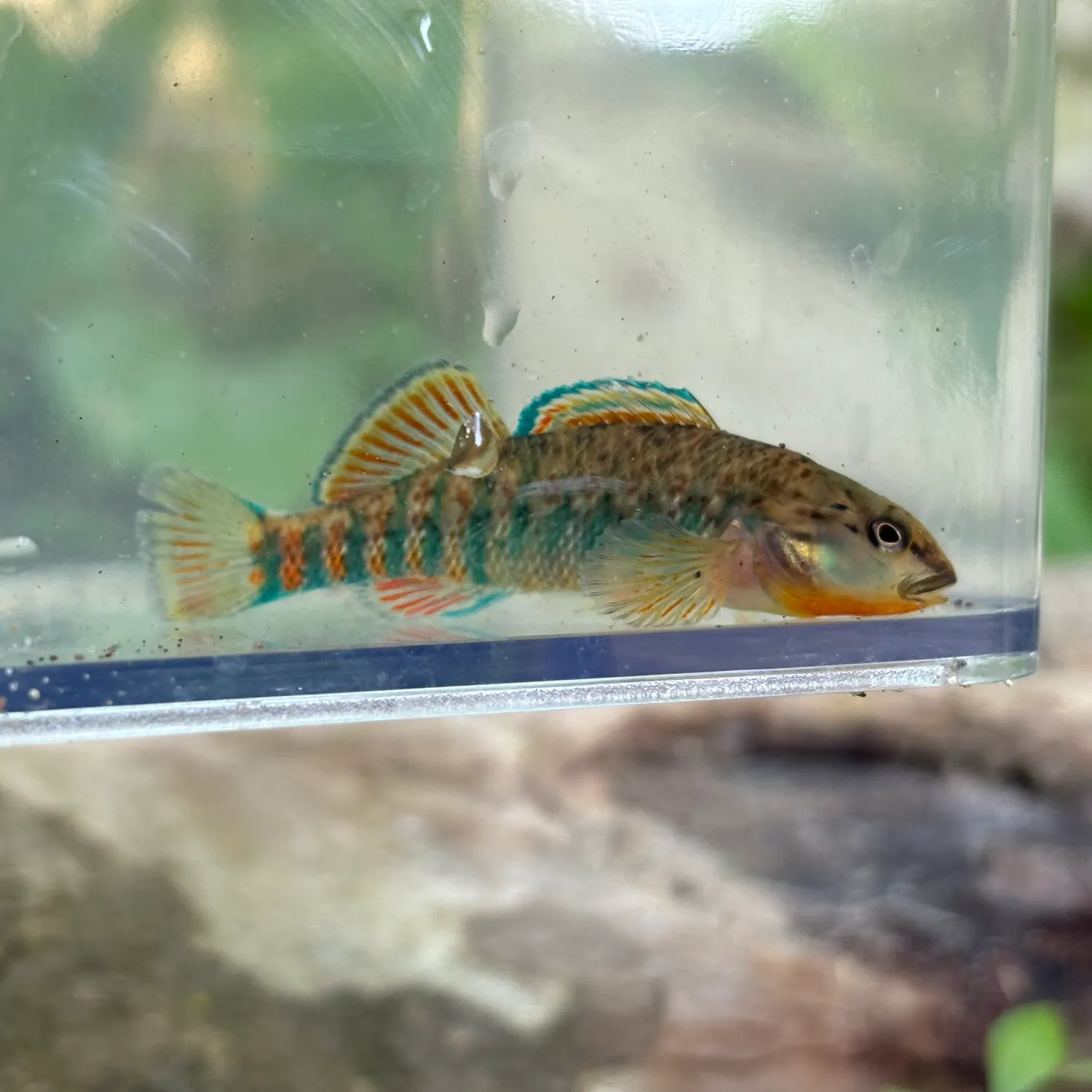 The most recent Rainbow darter catches on Fishbrain