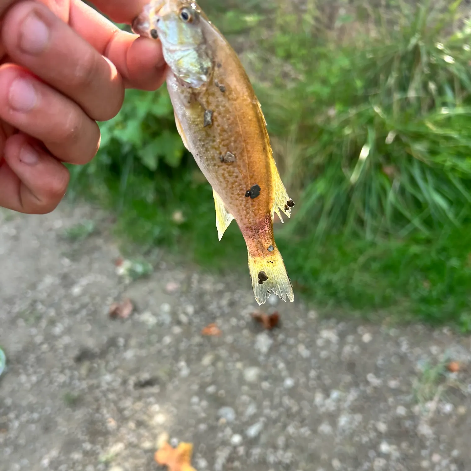 Smallmouth bass caught on Fishbrain