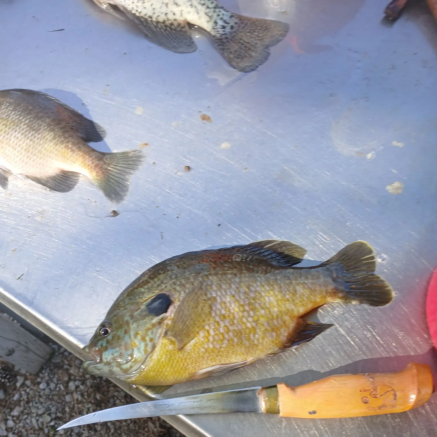 Greengill hybrid caught on Fishbrain