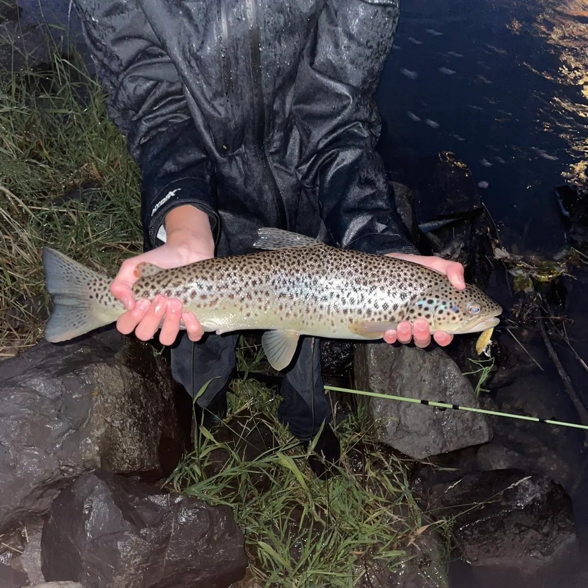 Brown trout caught on Fishbrain