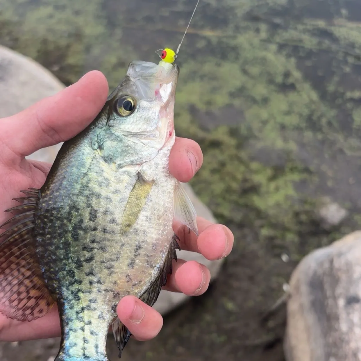 Black crappie caught on Fishbrain