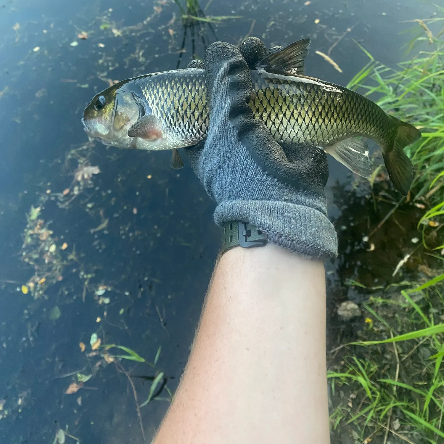 The most recent Fallfish catches on Fishbrain