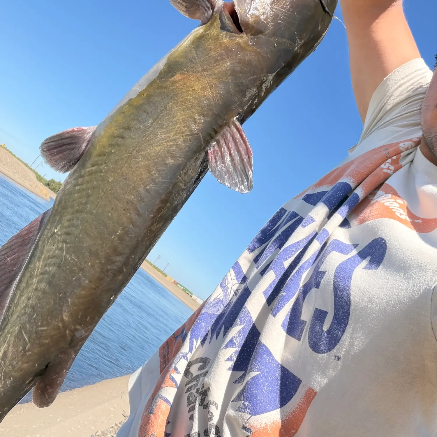 Channel catfish caught on Fishbrain