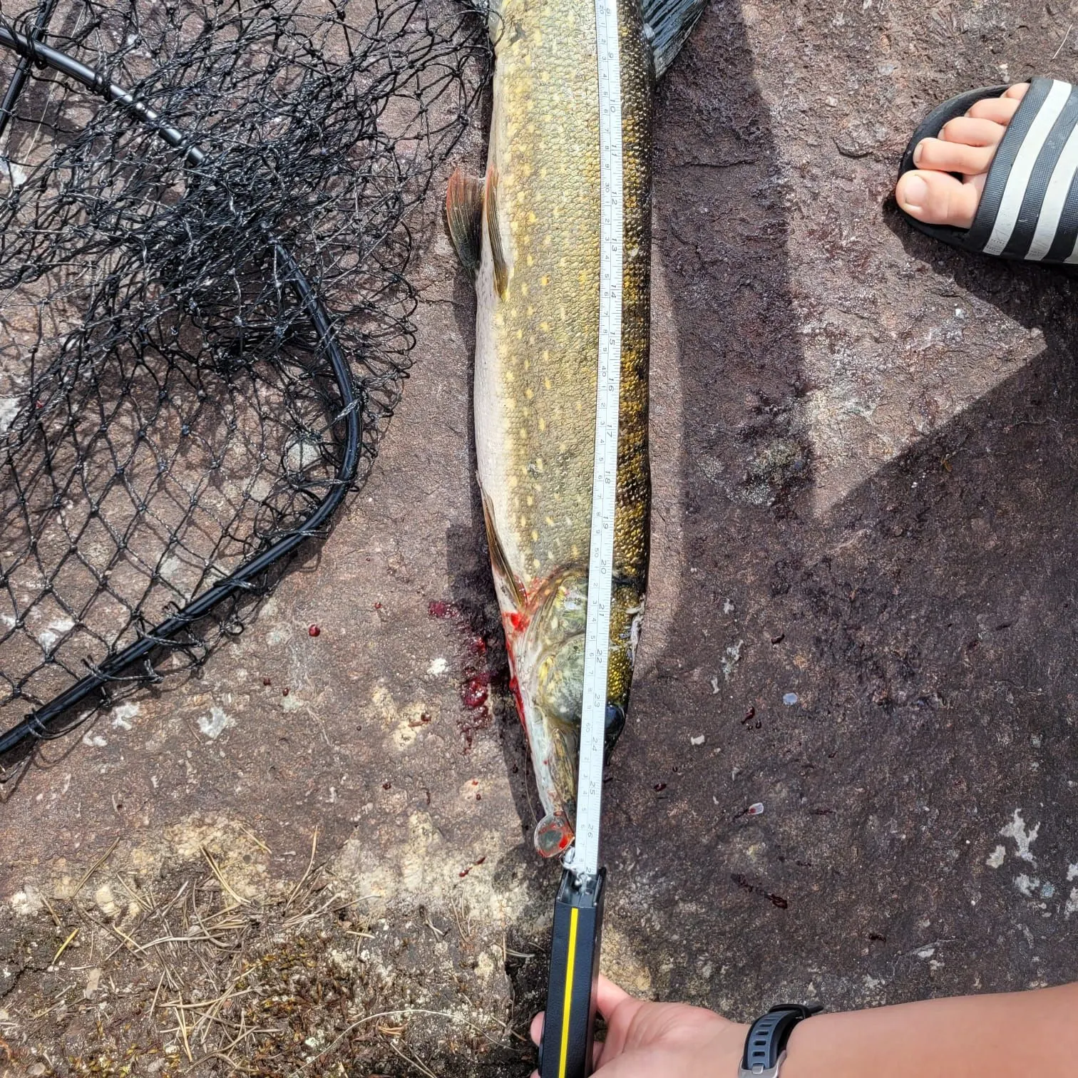 recently logged catches