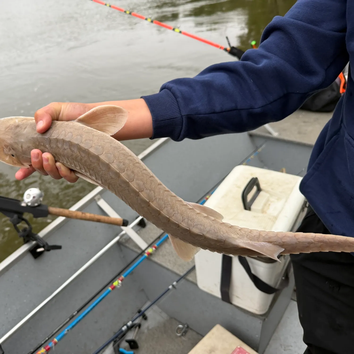 Shovelnose sturgeon caught on Fishbrain