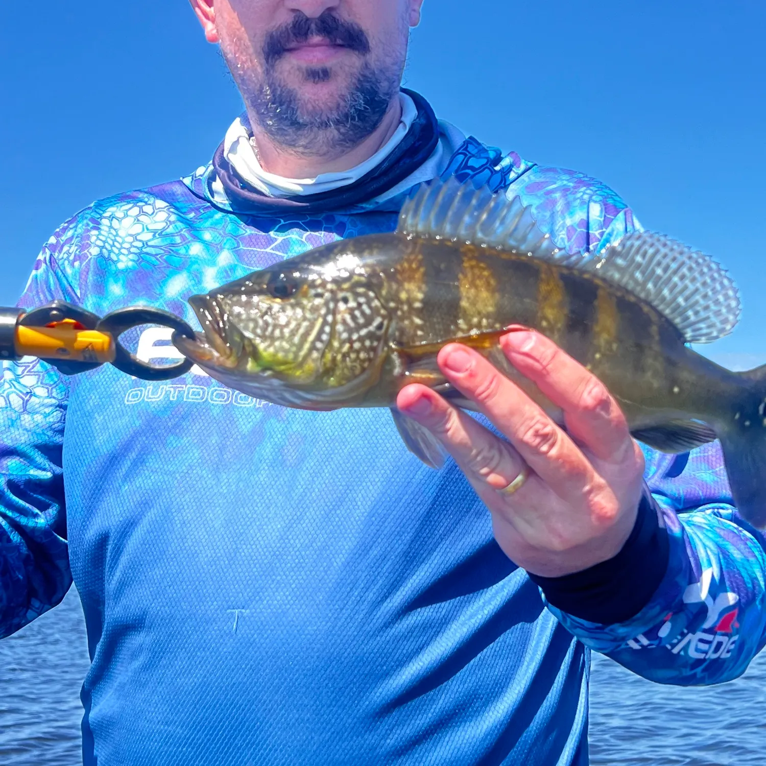 The most recent Blue peacock bass catches on Fishbrain