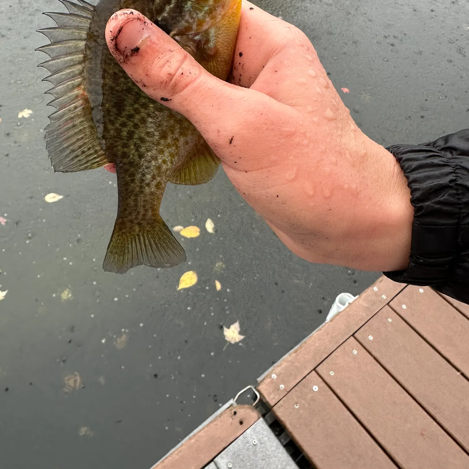 Pumpkinseed caught on Fishbrain