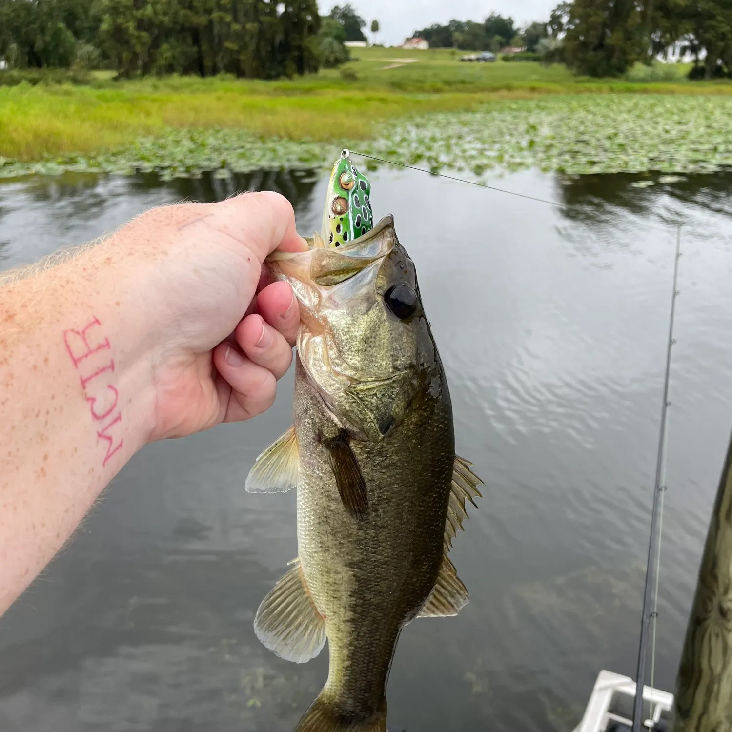 Largemouth bass caught on Fishbrain