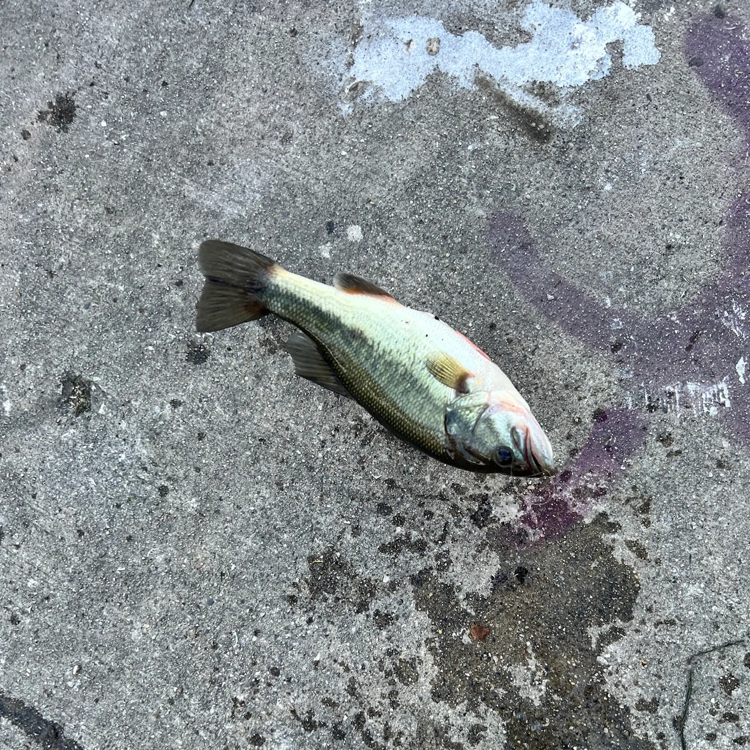Largemouth bass caught on Fishbrain