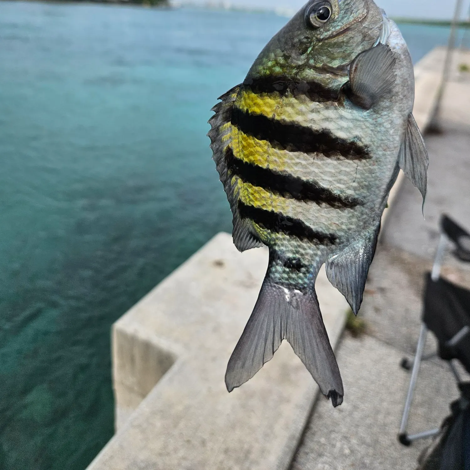 The most recent Panamic sergeant major catches on Fishbrain