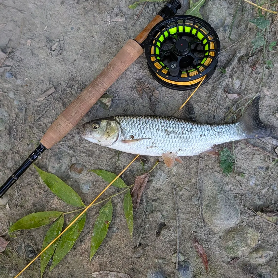 European chub caught on Fishbrain