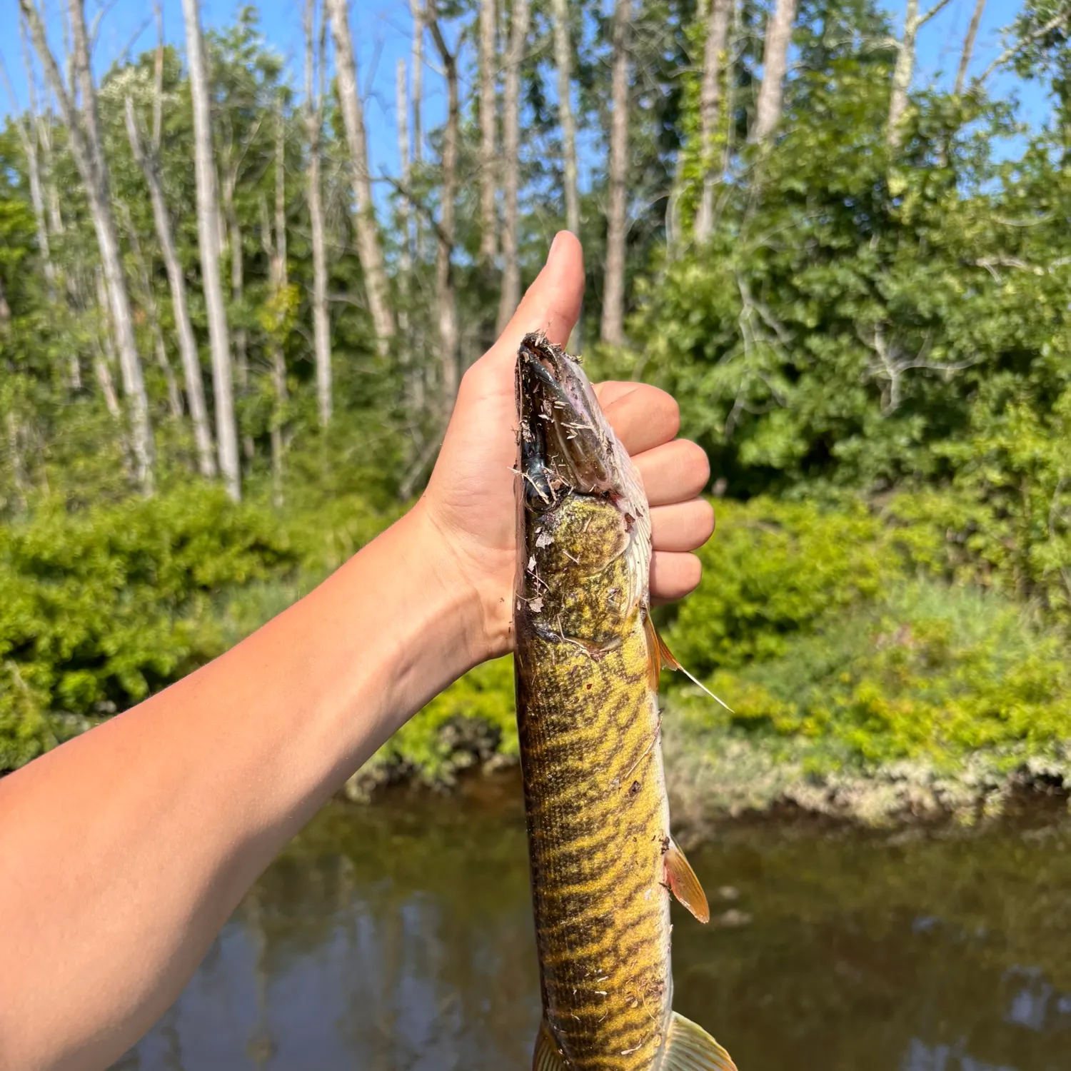 The most recent Redfin pickerel catches on Fishbrain