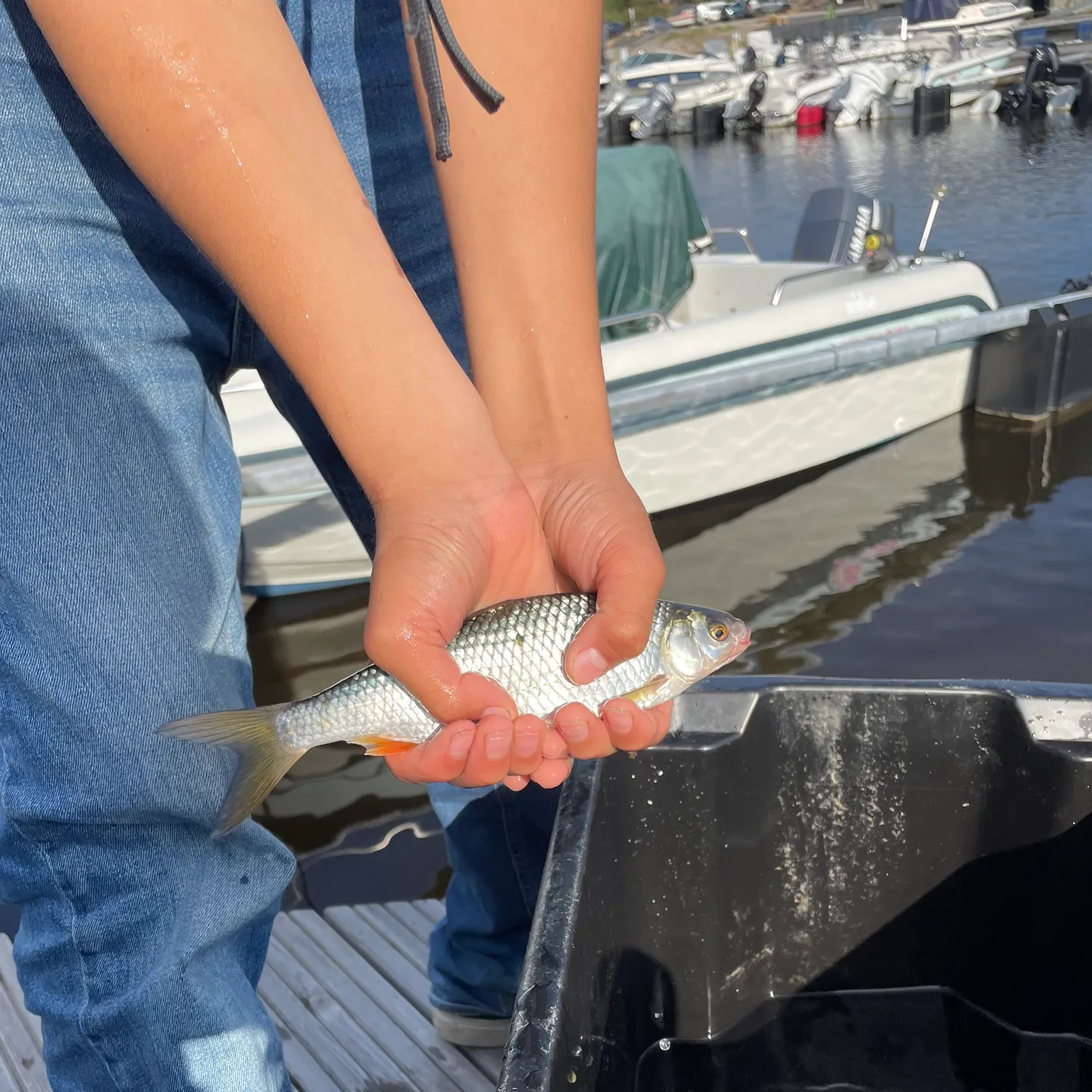 Common roach caught on Fishbrain