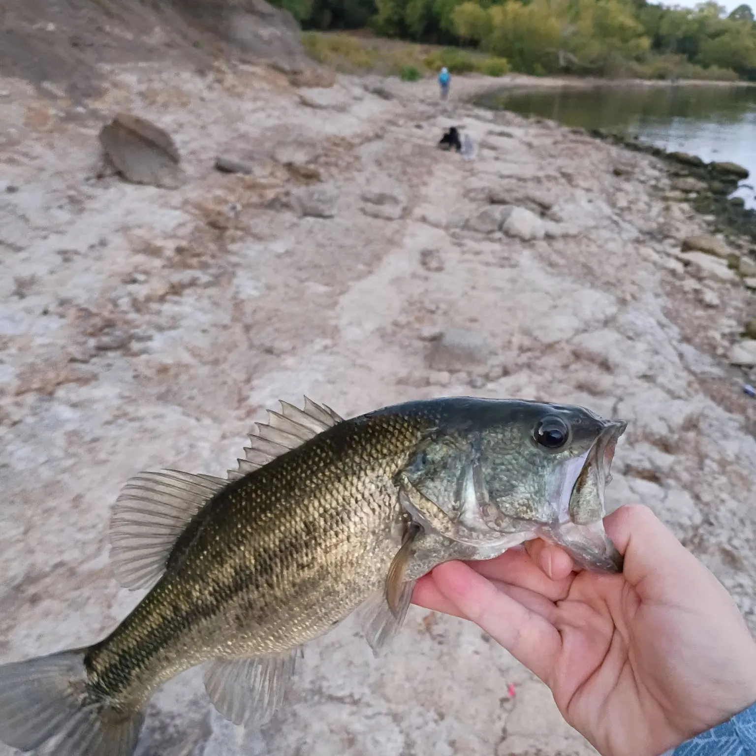 Spotted bass caught on Fishbrain