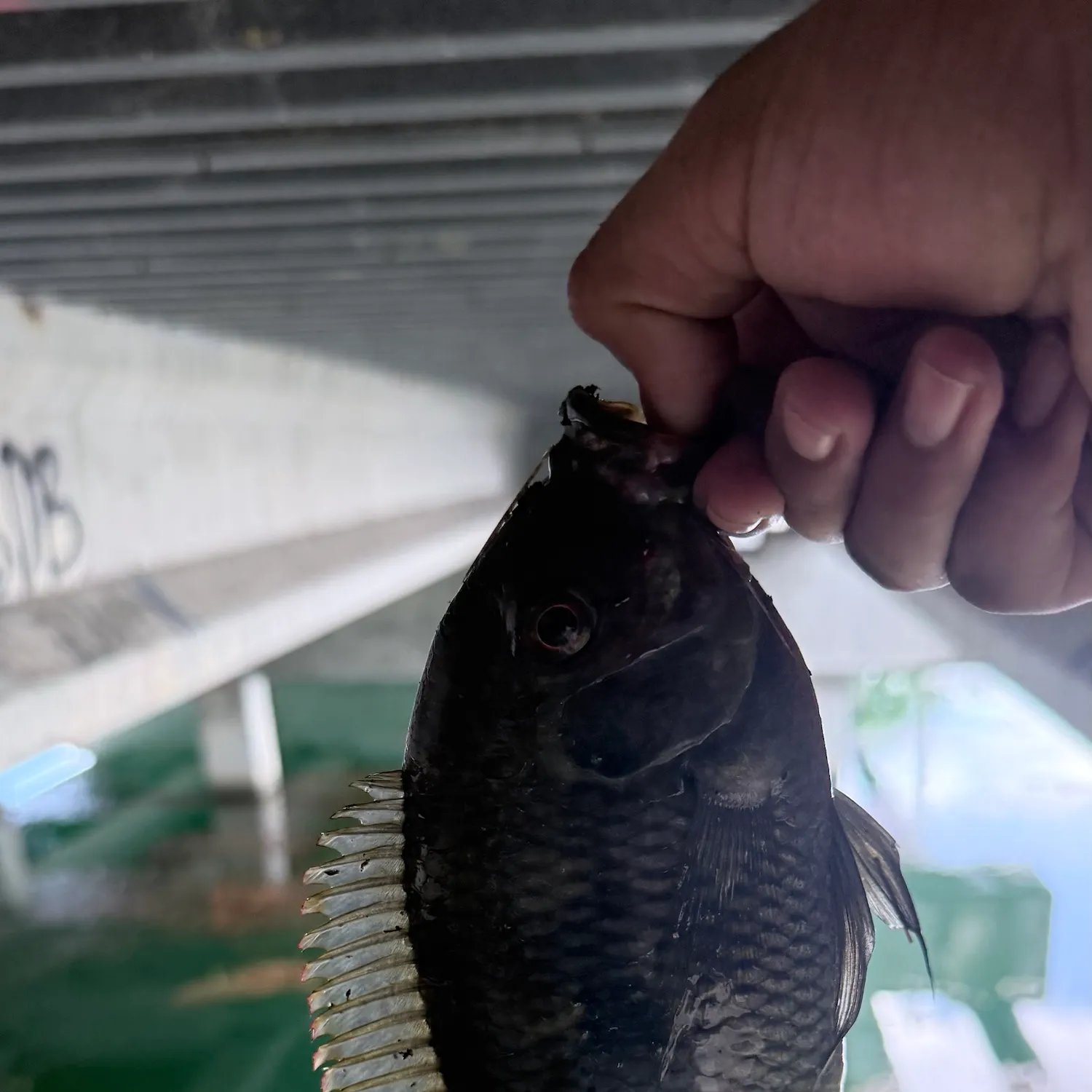 Spotted tilapia caught on Fishbrain