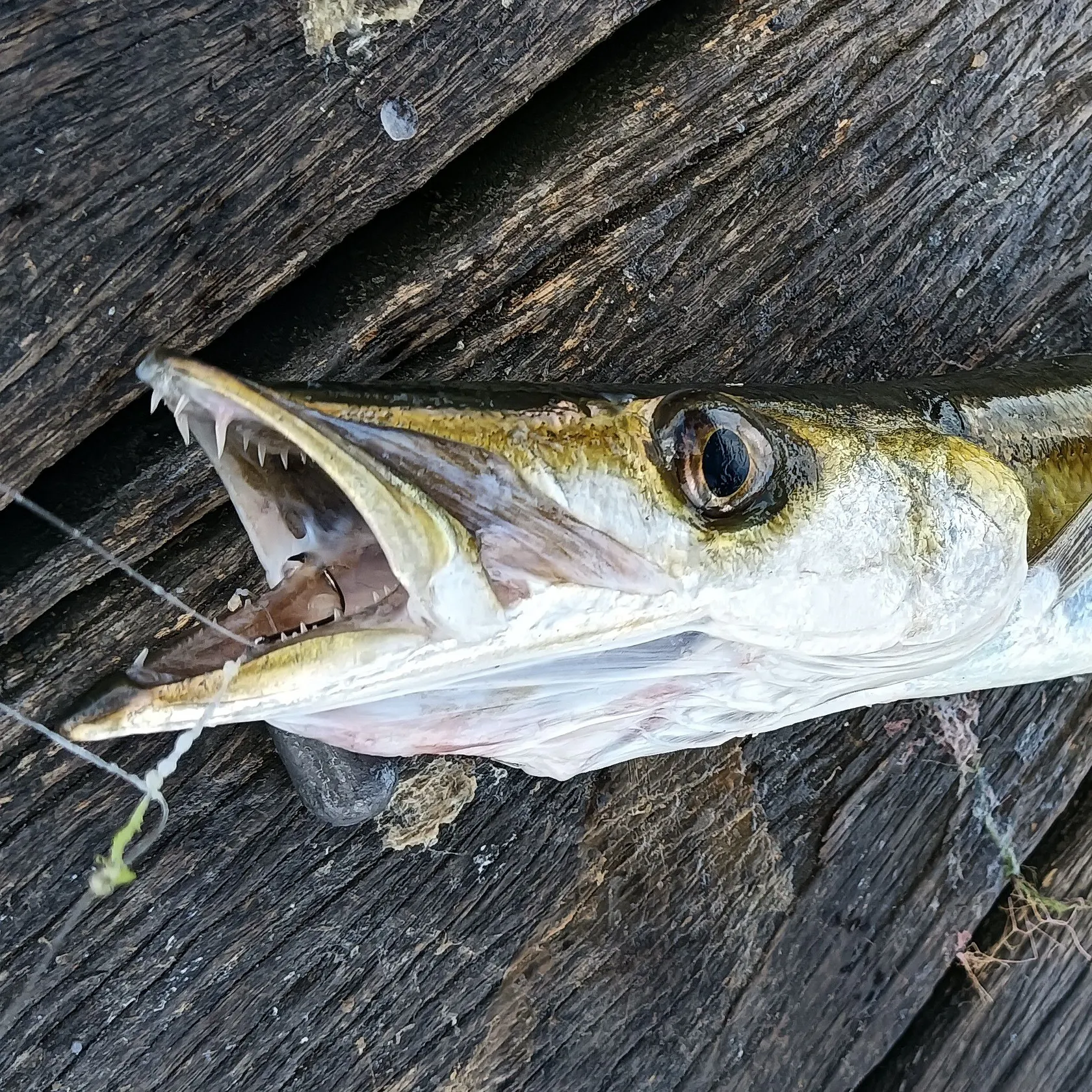 The most recent Australian barracuda catches on Fishbrain