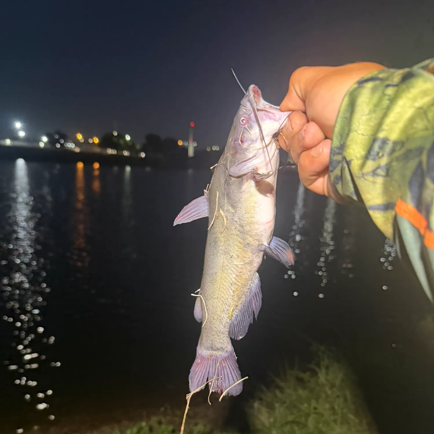 Channel catfish caught on Fishbrain