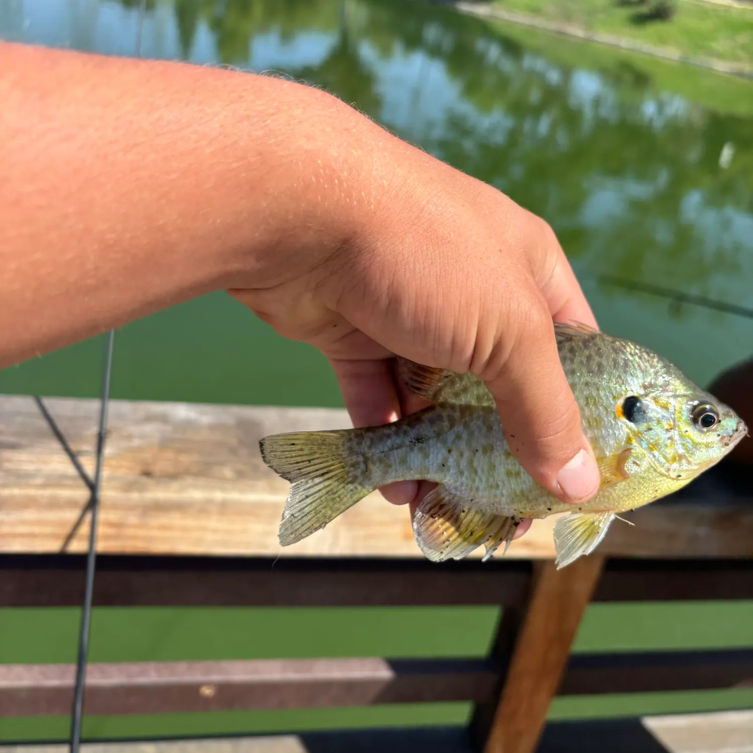 Bluegill caught on Fishbrain