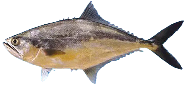 Longjaw leatherjacket