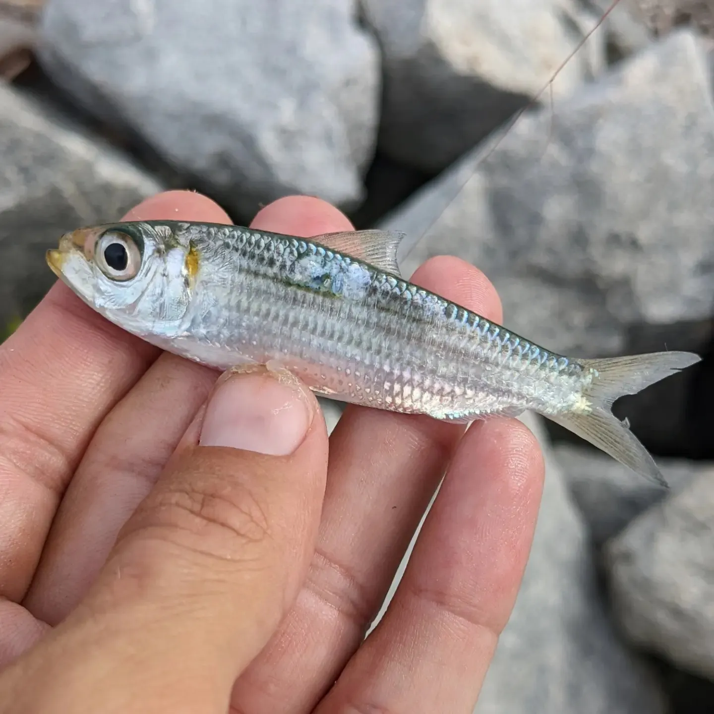 The most recent Redear herring catches on Fishbrain