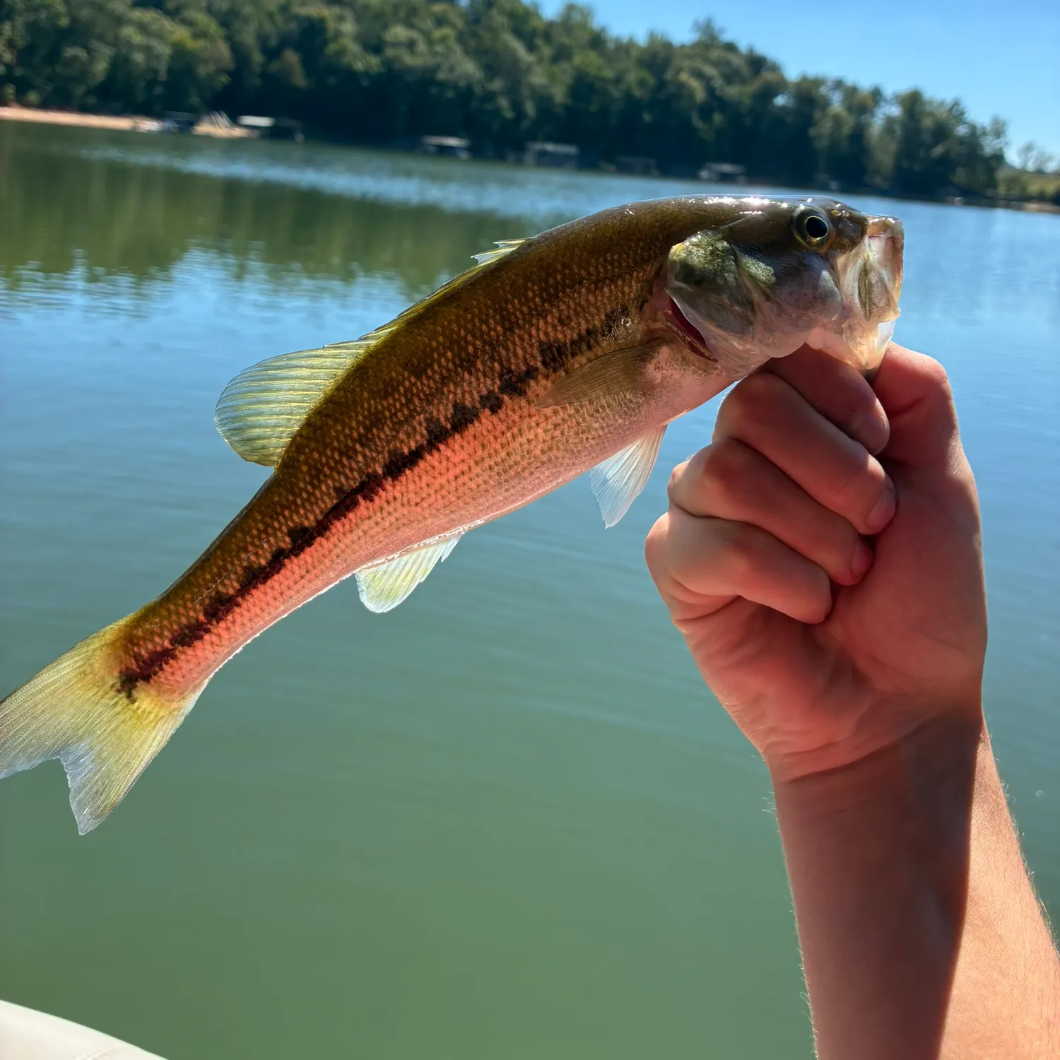 Spotted bass caught on Fishbrain